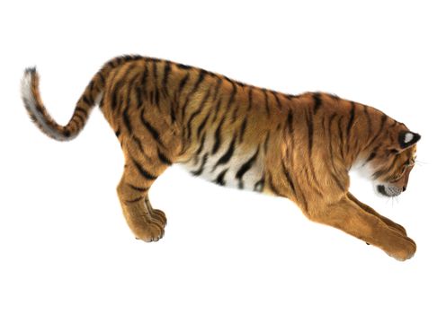 3D digital render of a tiger isolated on white background