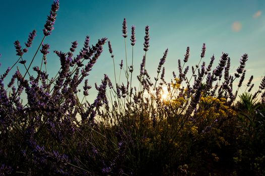 Lavender flowers at sunset
