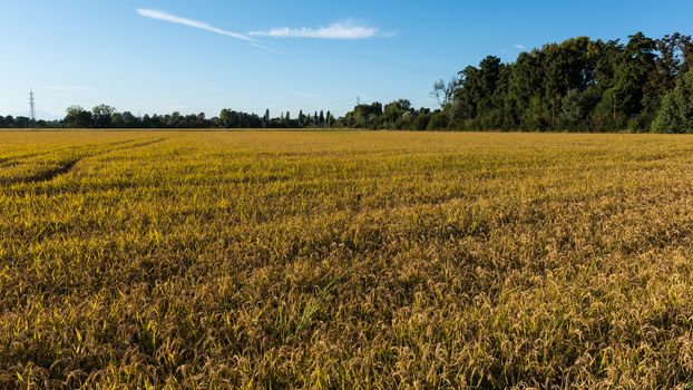 In the picture rice field during the day