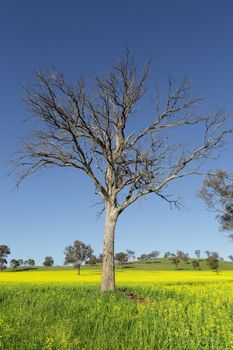 A tree stands amonst flowering canola in the springtime and sheep graze on the fields and hills in the far distance.
