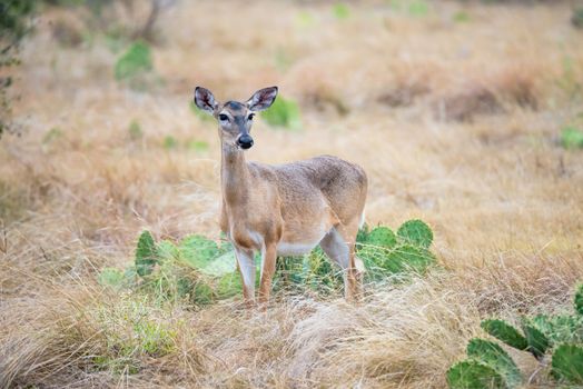 South Texas Doe standing front left early in the morning