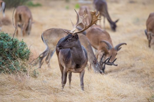 South Texas Chocolate Fallow standing facing left