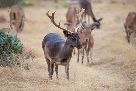 South Texas Chocolate Fallow standing facing forward to the right