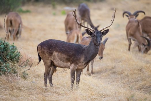 South Texas Chocolate Fallow standing to the right facing forward