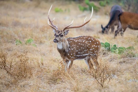 Champion South Texas axis buck standing looking to the left