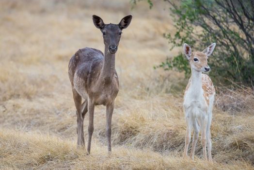 Chocolate fallow mother with her spotted fallow fawn