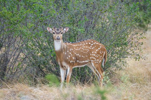 South Texas axis buck standing. This buck is just beginning his antler growth.