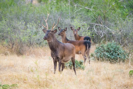 South Texas sika deer buck standing in a field in front of sika does