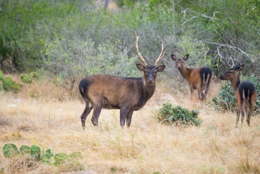 South Texas sika deer buck standing in a field in front of sika does