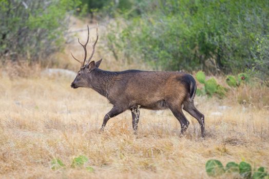 South Texas sika deer buck walking to the left in a field