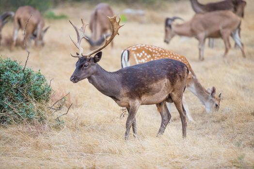 South Texas Chocolate Fallow standing in a field facing to the left