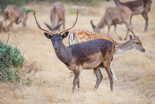 South Texas Chocolate Fallow standing broadside to the left in a field