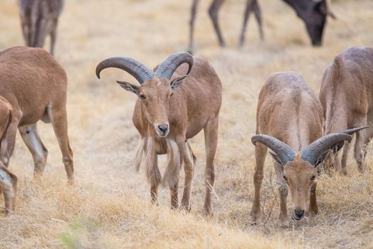 Aoudad Ram standing in field among a grazing herd