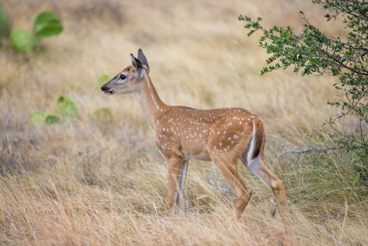 A young South Texas fawn standing in a field