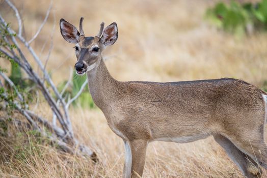 South Texas Yearling Buck spike standing in a field facing to the left