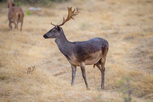 South Texas Chocolate Fallow standing facing forward to the left