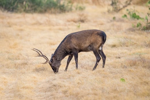 South Texas sika deer buck grazing in a field