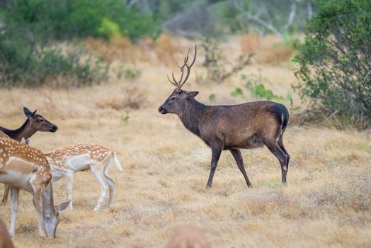South Texas sika deer buck standing in a field looking left