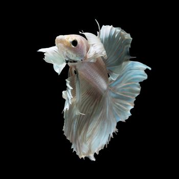 White siamese fighting fish, betta fish, big ear profile, on black background