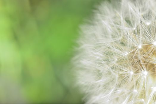 deflorate enlarged Dandelion ( blowball ) with fluff and seeds over green