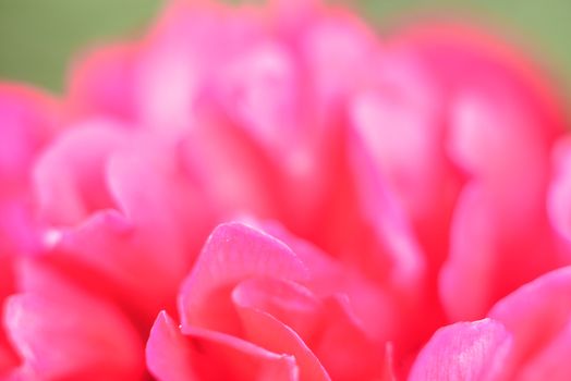 making perfume  (aroma of peony petals )