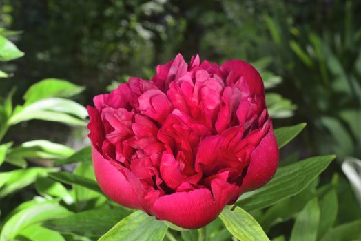 big red peony in garden  (aroma of peony petals )