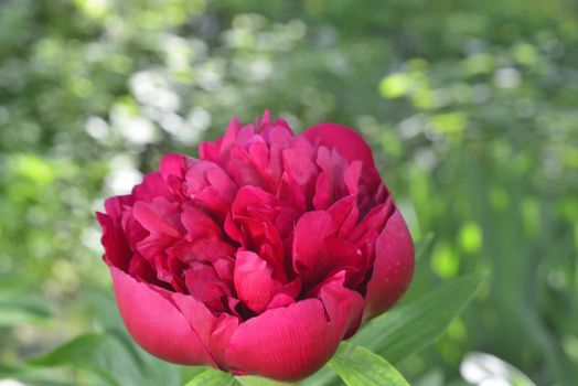 big red peony in garden  (aroma of peony petals )