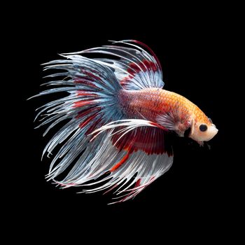 Fancy siamese fighting fish, betta fish, crown tail profile, on black background