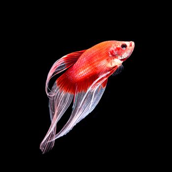 Red siamese fighting fish, betta fish, butterfly tail profile, on black background