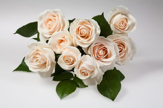 Still life with flowers on a studio background
