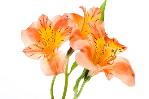 Isolated flower
