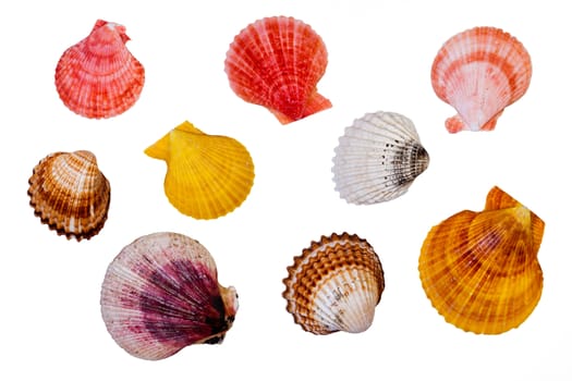 Colour shells on isolated background