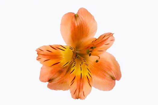Isolated flower
