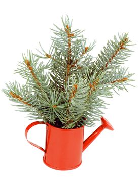 Bunch of Green Fluffy Spruce Branches with Little Fir Cones in Red Watering Can isolated on white background