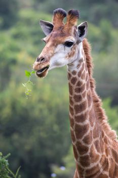 Giraffe in the wild eating green plants