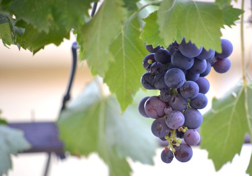 Picture of a ripe grape ready for harvesting