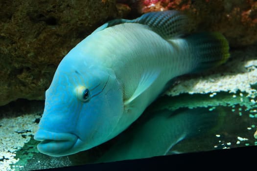 Fine specimen of humphead wrasse, big fish typical of the reef