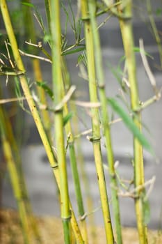 Bamboo with blur bamboo background