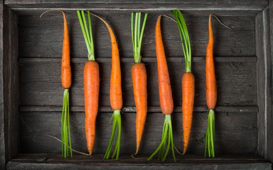 Fresh young carrots in an old wooden box top view close up