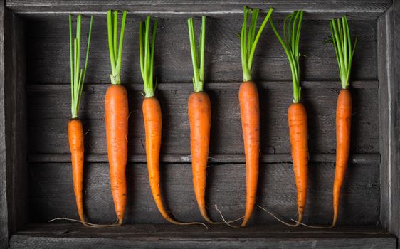 Fresh young carrots in an old wooden box top view close up