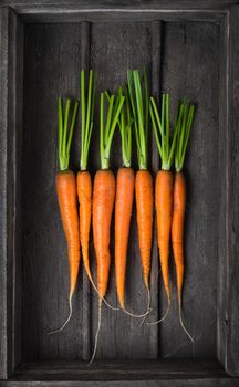 Fresh young carrots in an old wooden box top view close up