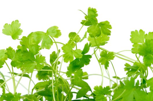 Fresh Stems and Leafs of Small and Curly Parsley isolated on White background