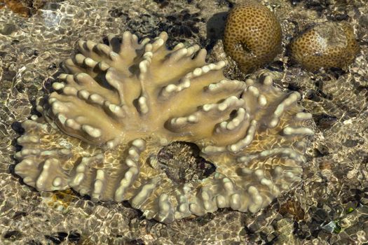 coral in low tide, indonesia, indian ocean, North Sulawesi