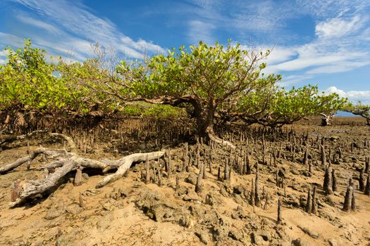 wide shoot of mangrove North Sulawesi, Indonesia with blue sky