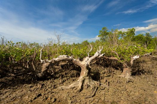 wide shoot of mangrove North Sulawesi, Indonesia with blue sky