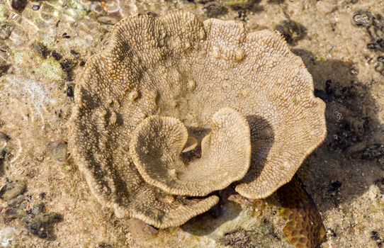 coral like flower in low tide, indonesia, indian ocean, North Sulawesi