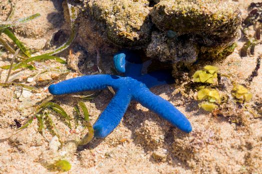 blue starfish in low tide on sand, Manado, North Sulawesi indonesia