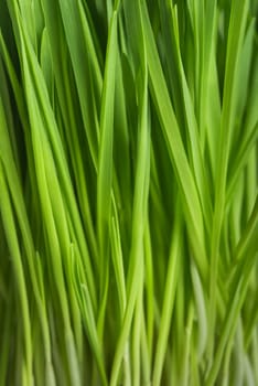 Young green sprouts of oat for healthy lifestyle, fresh green grass, close up