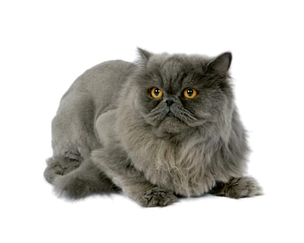 Horizontal shot of a beautiful grey cat with bright yellow eyes.  On white background