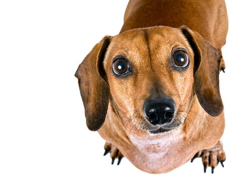 Studio shot of a curious little dachshund dog looking up at the camera.  On white background